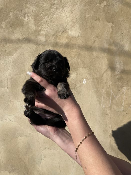 Шенята коргі, віддам в хороші і добрі руки