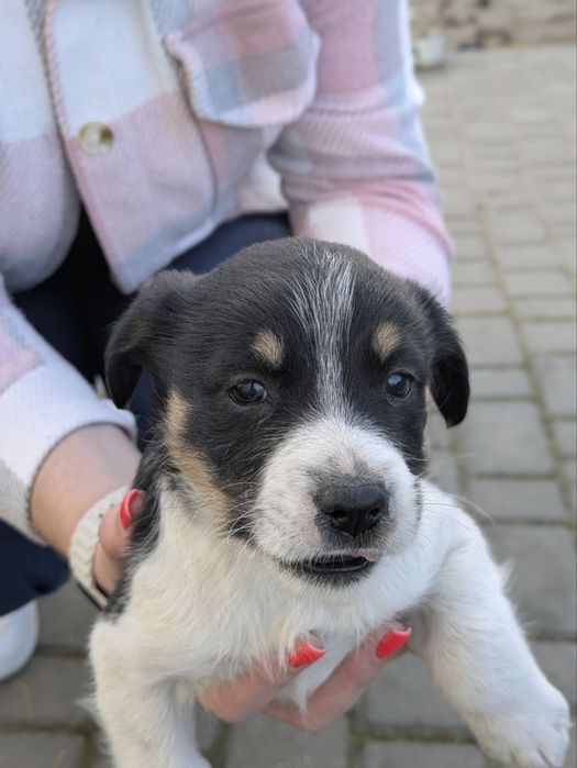 Песики дівчатка дворняжки