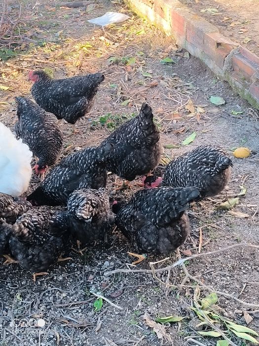 Frangas pedrês portuguesa a pôr com sete meses