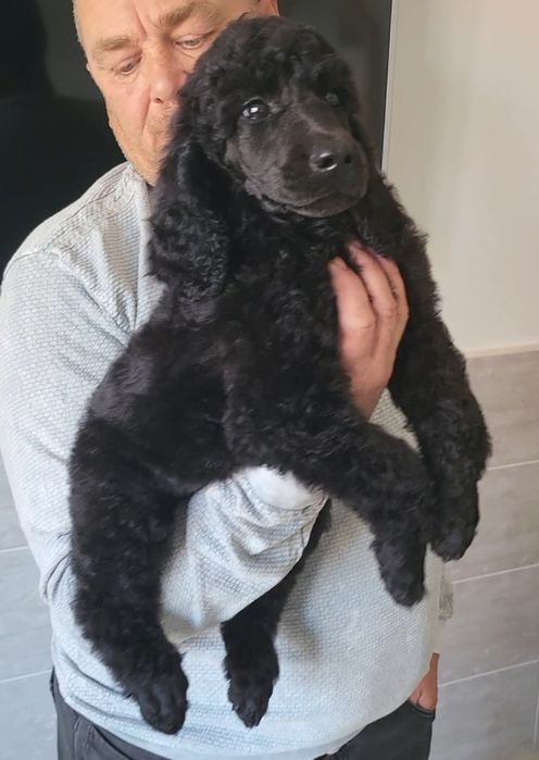 Щенки большого королевского пуделя