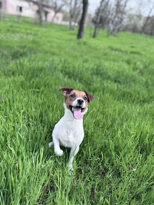 Цуценя Джек Рассел