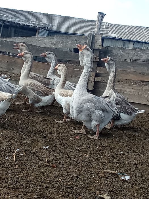 Продам гуси холмогори