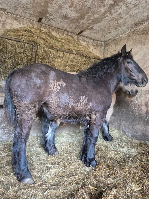 ***Sprzedam źrebicę***