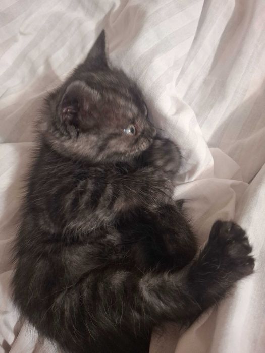 Кошечка, кошенята, котики Первомайск