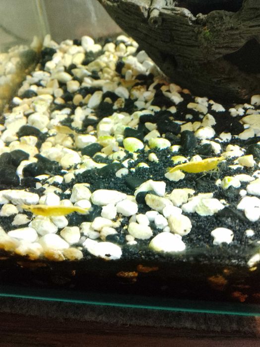 Kreweti Neocaridina Yellow (żółte)