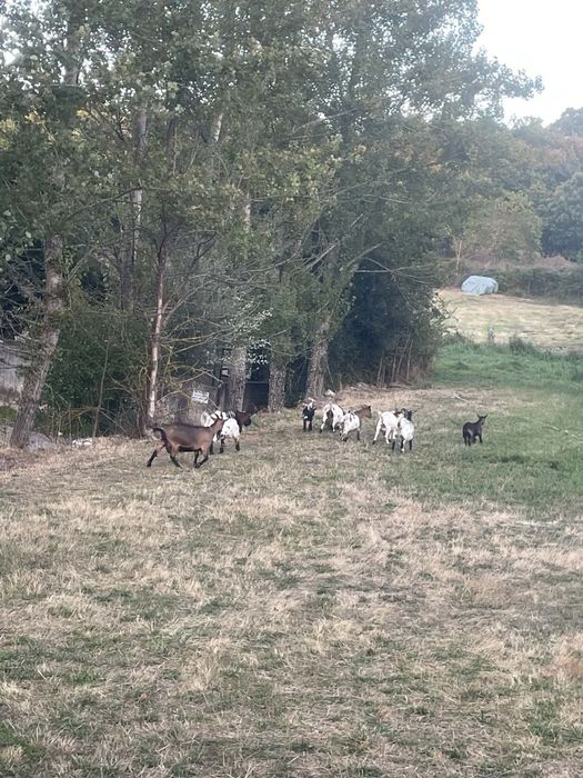 Vendo 4 cabras micro anas prenhas