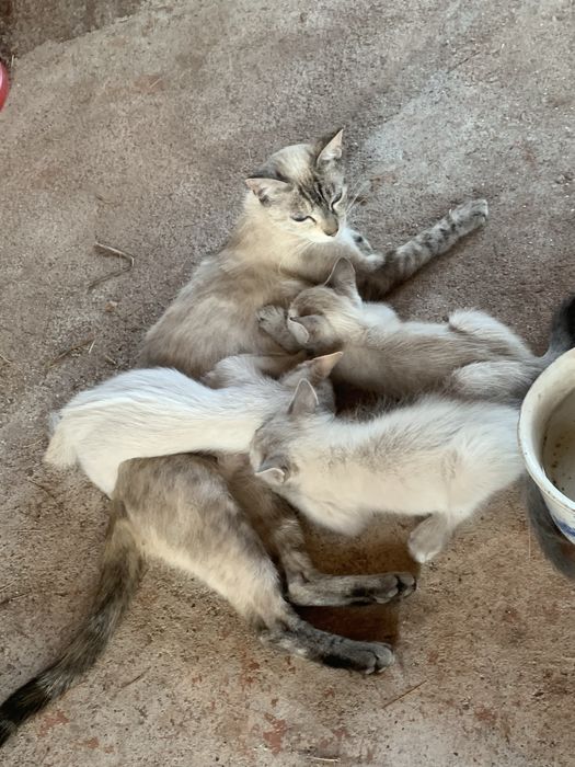 Gatinhas para adoção consciente