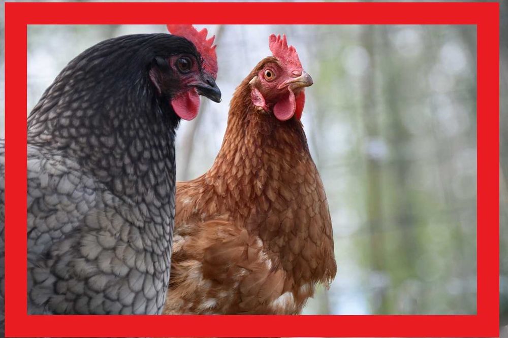 serwatka w proszku wydajny koncentrat dla kur ptactwa