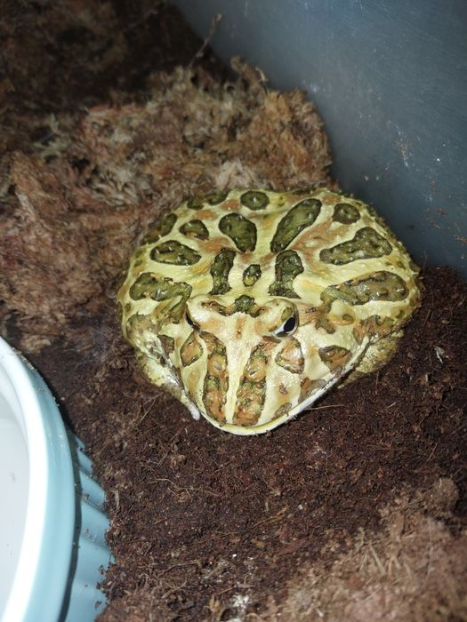 Żaba rogata podrostek