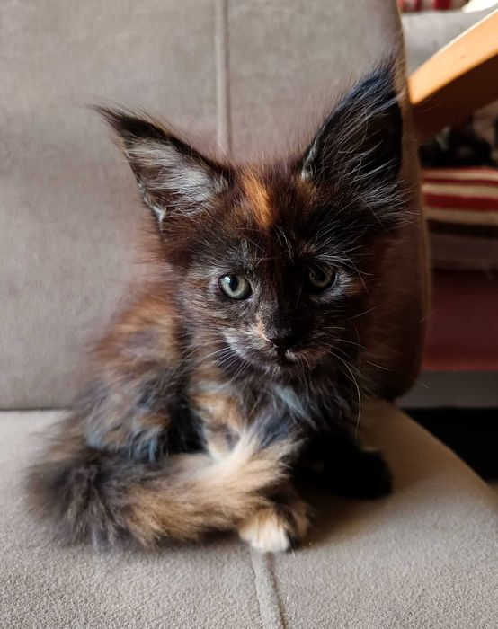 Nahla - kotka rasy Maine Coon - badania (FPL)