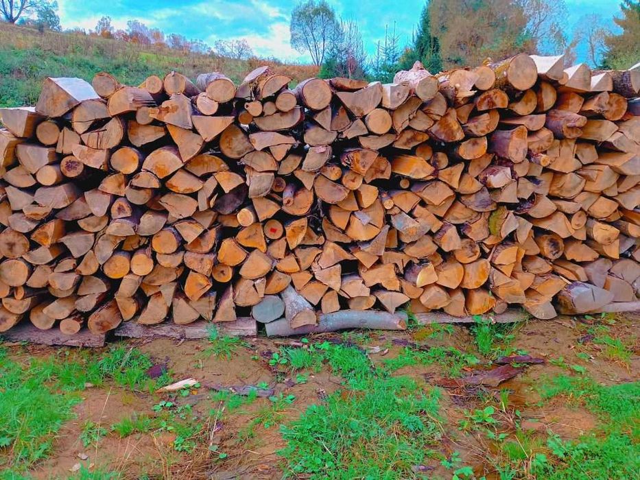 Drzewo suche buk jesion