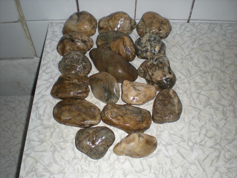 Морские камни рапаны трутовики для аквариума и декора