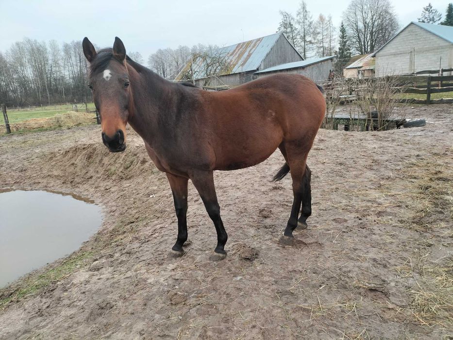 likwidacja stada- konie