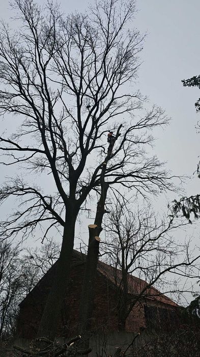 Wycinka drzew trudnych i chirurgia arborystyczna / Alpinistycznie