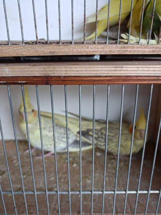 Papugi faliste nimfy 2025