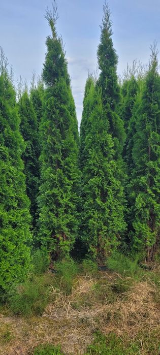 Tuja Smaragd 200-270 cm tuje 190 thuja szmaragd brabant nowa sól