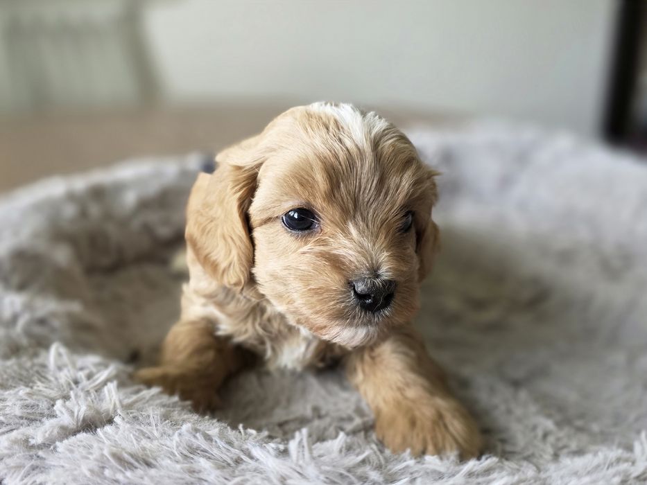Maltipoo piesek hybryda pudel toy maltańczyk