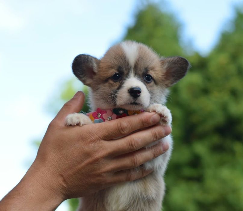 Чарівна, красива дівчинка Вельш коргі пемброк