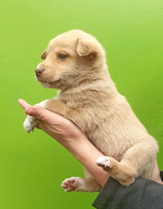 Продам цуценя шарпея