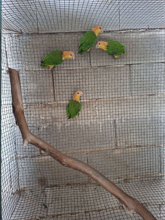 Papagaios Marianinhas xanthomeria