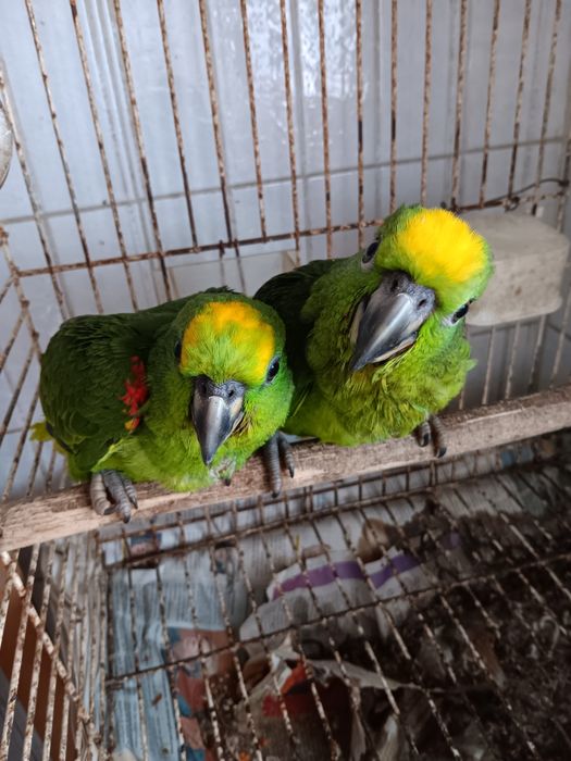 Papagaios  amazonas ochrocephalos