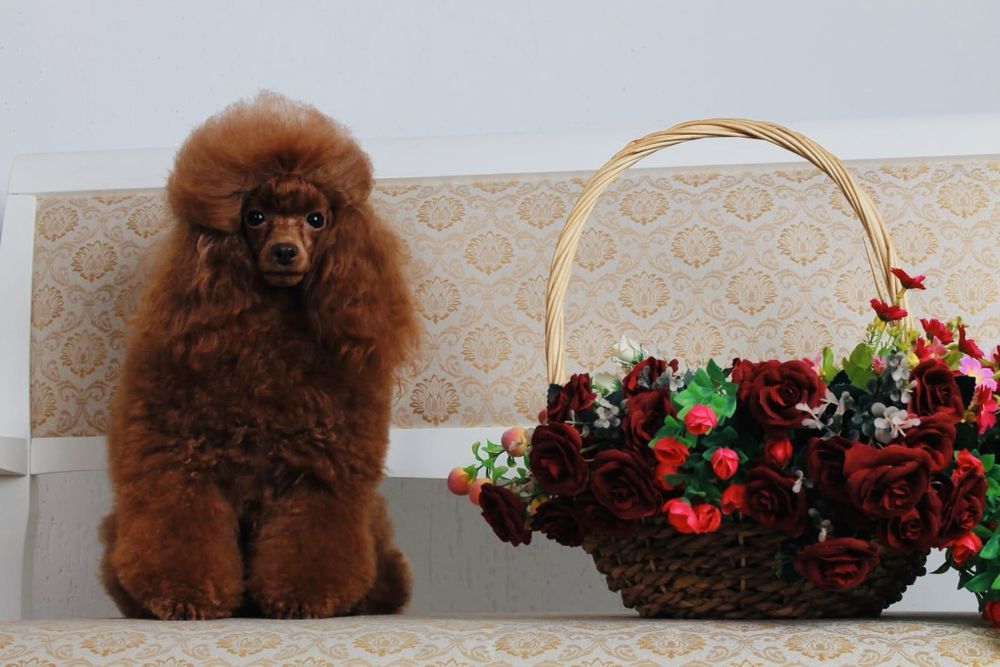 Дівчинка міініатюра fci пудель