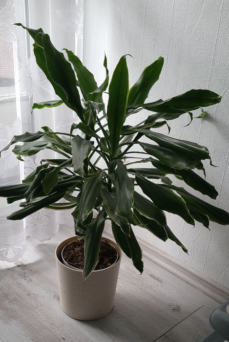 Dracena fragrans golden coast