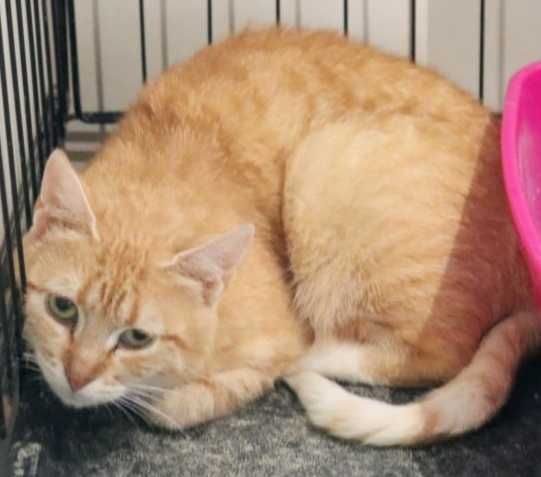 RUDA, nieufna kotka- możliwy dowóz