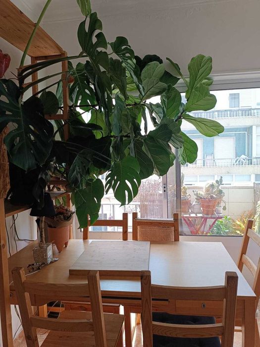 Mesa de jantar maciça + 6 cadeiras ikea