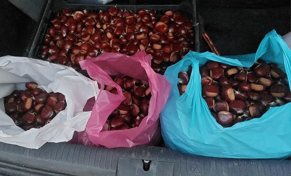 Castanha a 3€/Kg de Ponte da Barca