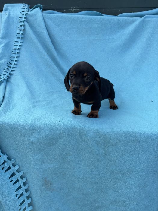 Teckel femea miniatura