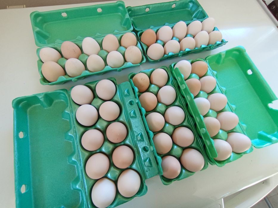 Jajka wiejskie od kur z wolnego wybiegu!!