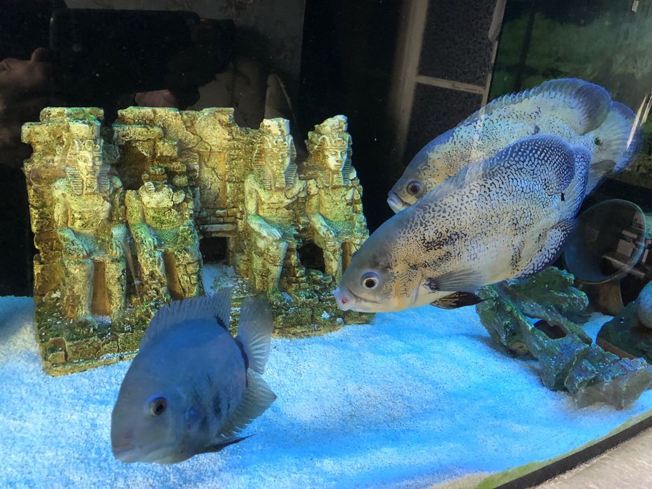 Акваріум панорамний 800л