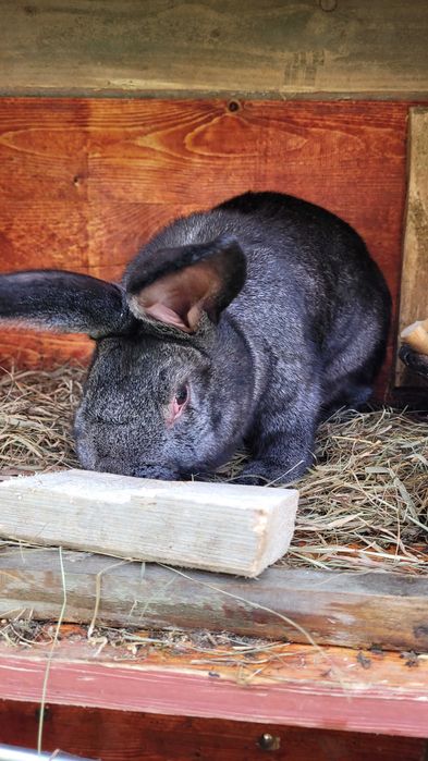Kunice Sprzedam dwa mlode samce króliki.  Cena do uzgodnienia.