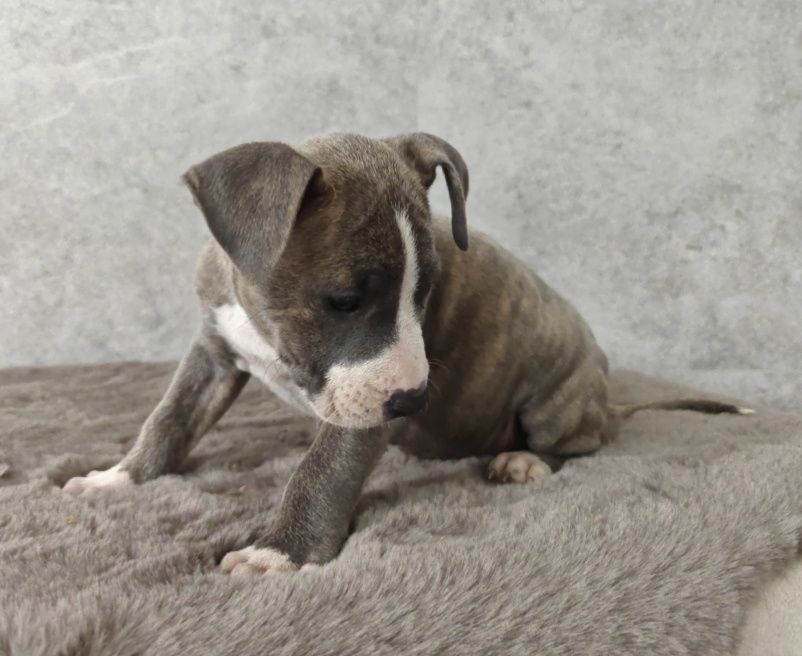 Urocza i rodzinna suczka amstaff!