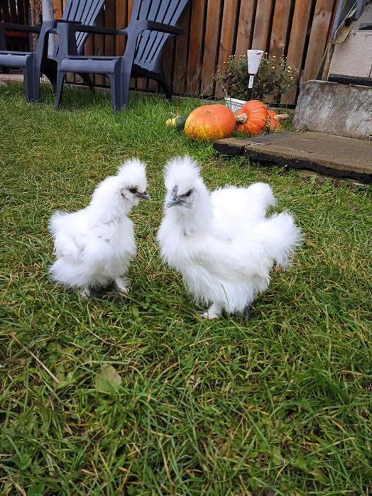 Китайські шовкові кури,  шовкові кури фрізлі, кури Satin