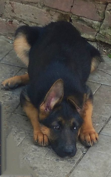 Шикарные щенки для ценителей породы