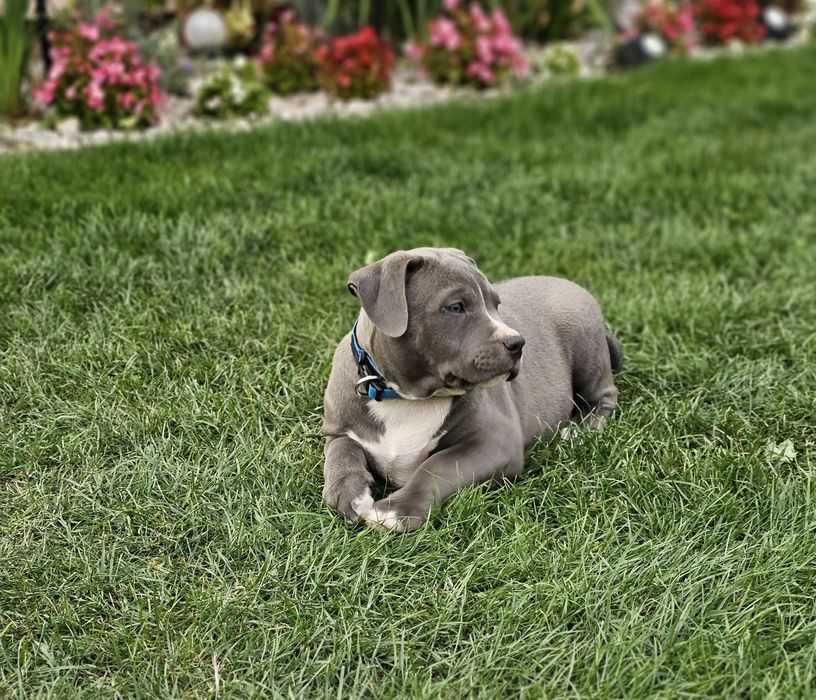 Piękny piesek american bully xl