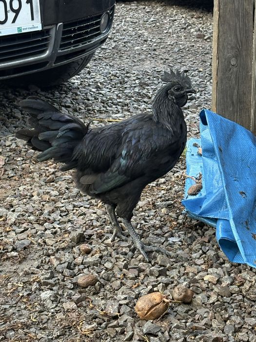 koguty ayam cemani