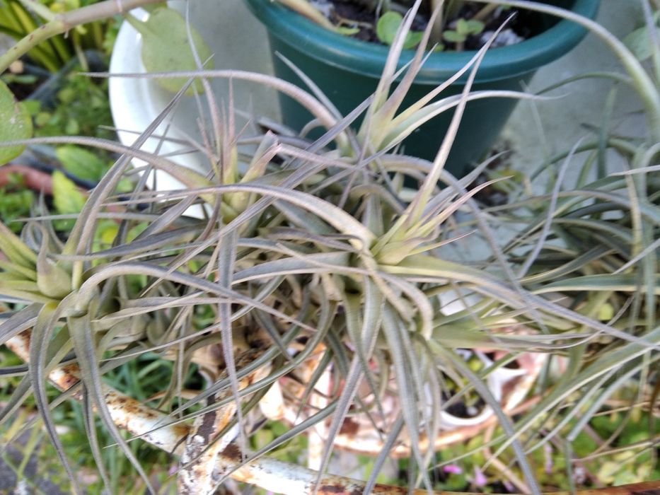 Várias suculentas e aérias