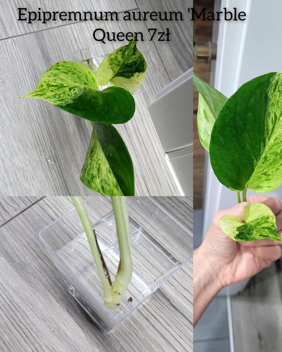 Sprzedam różne kwiatki unikaty