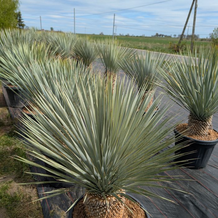Yucca rostrata wys. 120/140cm, sprawdź inne ogłoszenia!