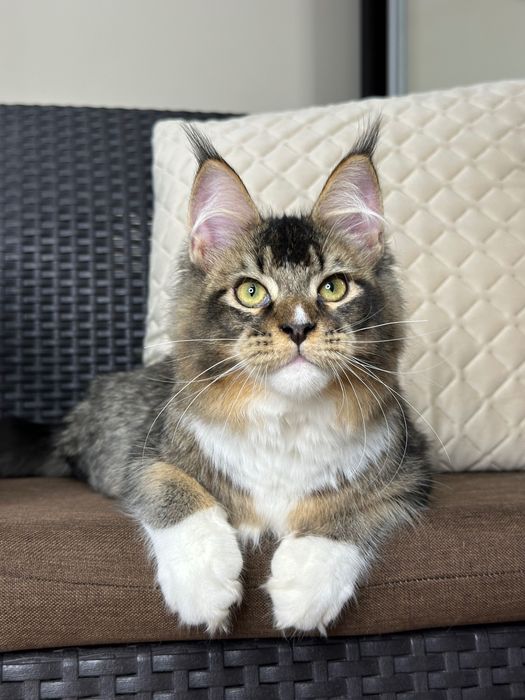 Ares-Kocurek Maine Coon