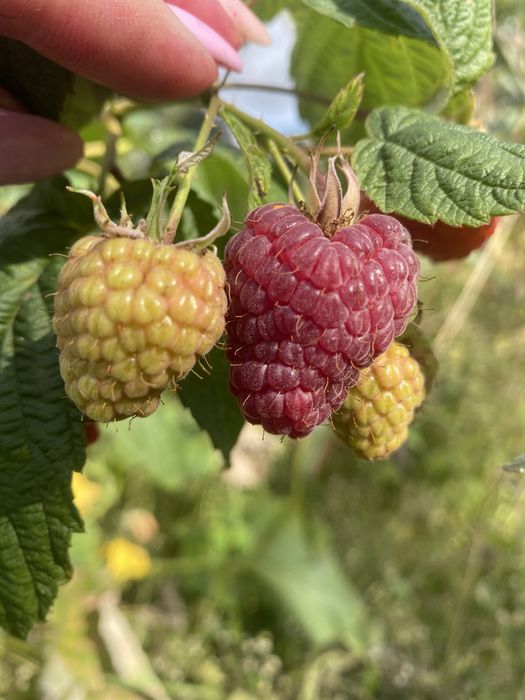 Саджанці ремонтантної малини