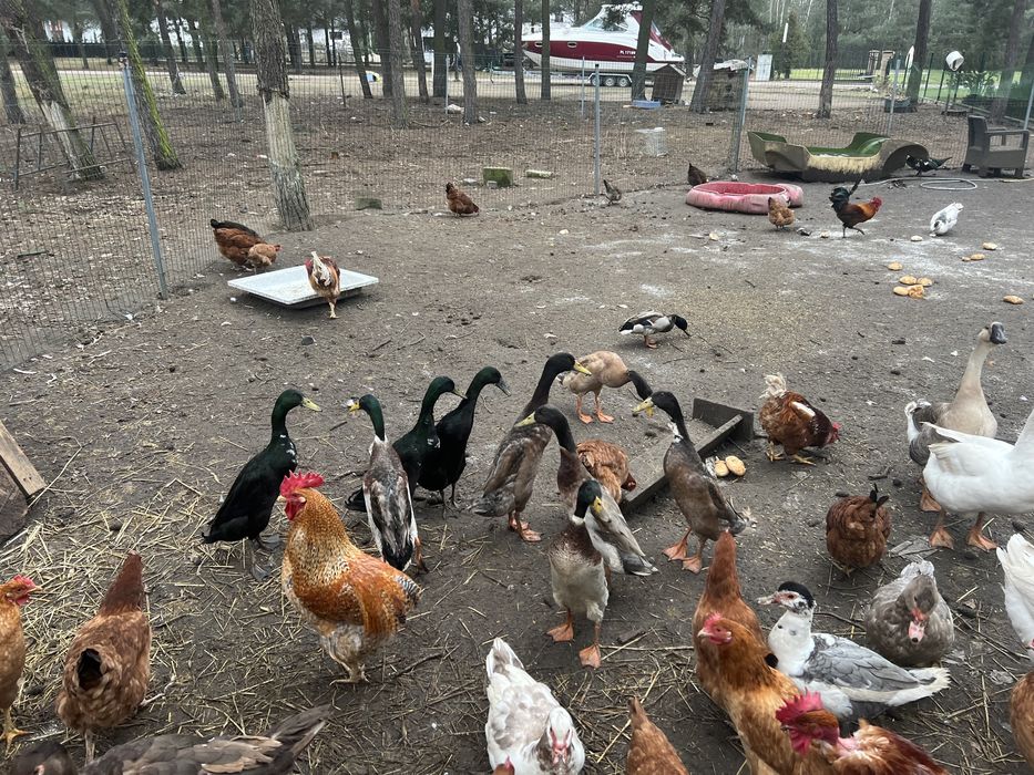 Sprzedak biegusy kaczory