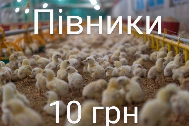 Курчата Цыплята несушки Ломан Браун Сенді Півні Петухи Петушки Петух