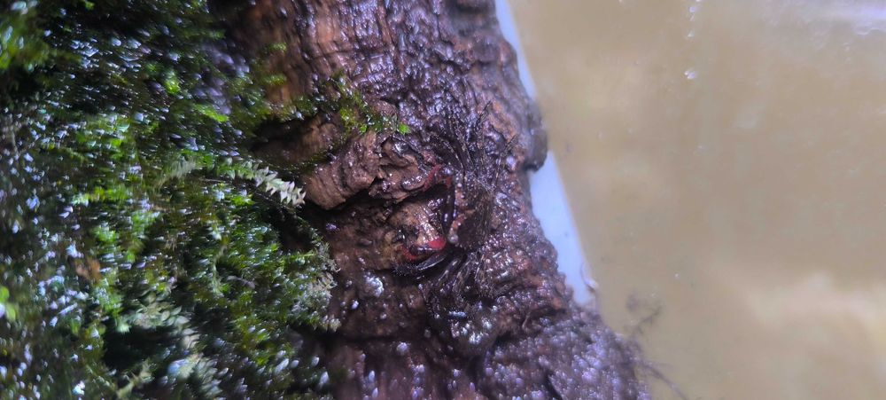 Caranguejos de água doce