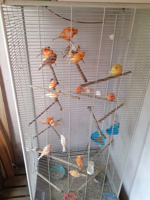 Sprzedam bastardy i kanarki