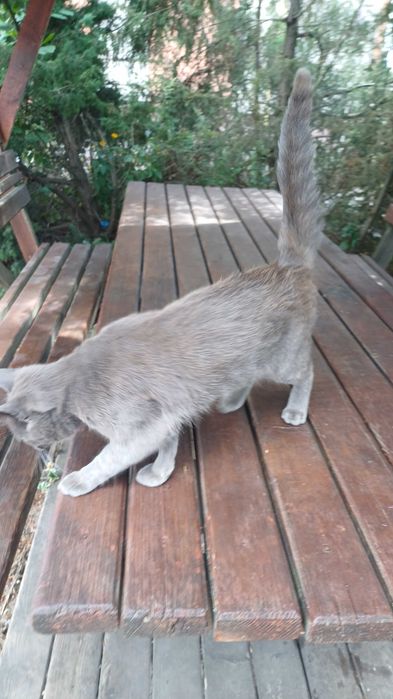 Віддам котика в добрі руки
