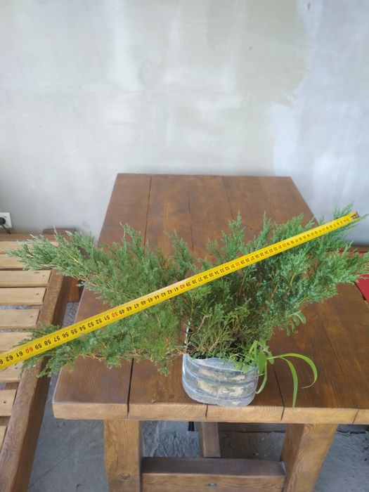 Ялівці(можжевельник):Козацьк.,варієгатний з білими кінч..в горшку(ЗКС)